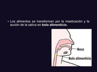 • Los alimentos se transforman por la masticación y la
acción de la saliva en bolo alimenticio.
 