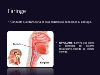 Faringe
• Conducto que transporta el bolo alimenticio de la boca al esófago.
Epiglotis
• EPIGLOTIS: Lámina que cierra
el conducto del sistema
respiratorio cuando se ingiere
comida.
 