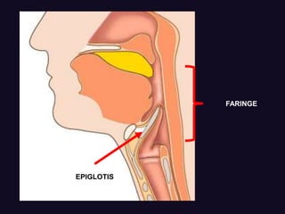FARINGE
EPIGLOTIS
 