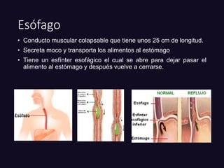 Esófago
• Conducto muscular colapsable que tiene unos 25 cm de longitud.
• Secreta moco y transporta los alimentos al estómago
• Tiene un esfínter esofágico el cual se abre para dejar pasar el
alimento al estómago y después vuelve a cerrarse.
 