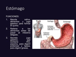 Estómago
FUNCIONES:
1. Mezcla saliva,
alimentos y jugo
gástrico para formar
el quimo.
2. Retiene a los
alimentos antes de
pasar al intestino
delgado.
3. Secreta jugo
gástrico, que
contiene HCl,
pepsina, para digerir
proteínas y lipasa,
para digerir grasas.
 