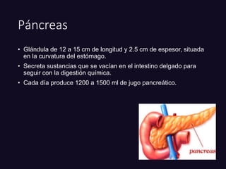 Páncreas
• Glándula de 12 a 15 cm de longitud y 2.5 cm de espesor, situada
en la curvatura del estómago.
• Secreta sustancias que se vacían en el intestino delgado para
seguir con la digestión química.
• Cada día produce 1200 a 1500 ml de jugo pancreático.
 