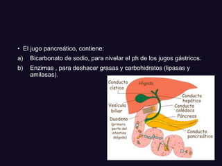 • El jugo pancreático, contiene:
a) Bicarbonato de sodio, para nivelar el ph de los jugos gástricos.
b) Enzimas , para deshacer grasas y carbohidratos (lipasas y
amilasas).
 