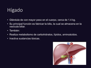 Hígado
• Glándula de con mayor peso en el cuerpo, cerca de 1.4 kg.
• Su principal función es fabricar la bilis, la cual se almacena en la
vesícula biliar.
• También:
• Realiza metabolismo de carbohidratos, lípidos, aminoácidos.
• Inactiva sustancias tóxicas.
 