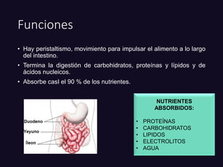 Funciones
• Hay peristaltismo, movimiento para impulsar el alimento a lo largo
del intestino.
• Termina la digestión de carbohidratos, proteínas y lípidos y de
ácidos nucleicos.
• Absorbe casI el 90 % de los nutrientes.
NUTRIENTES
ABSORBIDOS:
• PROTEÍNAS
• CARBOHIDRATOS
• LIPIDOS
• ELECTROLITOS
• AGUA
 