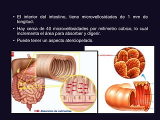 • El interior del intestino, tiene microvellosidades de 1 mm de
longitud.
• Hay cerca de 40 microvellosidades por milímetro cúbico, lo cual
incrementa el área para absorber y digerir.
• Puede tener un aspecto aterciopelado.
 