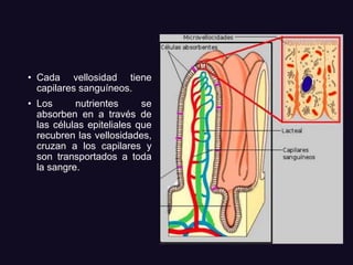 • Cada vellosidad tiene
capilares sanguíneos.
• Los nutrientes se
absorben en a través de
las células epiteliales que
recubren las vellosidades,
cruzan a los capilares y
son transportados a toda
la sangre.
 