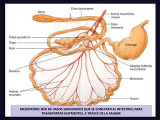 MESENTERIO: RED DE VASOS SANGUINEOS QUE SE CONECTAN AL INTESTINO, PARA
TRANSPORTAR NUTRIENTES, A TRAVÉS DE LA SANGRE
 