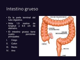 Intestino grueso
• Es la parte terminal del
tubo digestivo.
• Mide 1.5 metros de
longitud y 6.5 cm de
diámetro.
• El intestino grueso tiene
cuatro porciones
principales:
I. Ciego
II. Colon
III. Recto
IV. Ano
 