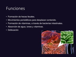 Funciones
• Formación de heces fecales.
• Movimientos peristálticos para desplazar contenido.
• Formación de vitaminas, a través de bacterias intestinales.
• Absorción de agua, iones y vitaminas.
• Defecación
 