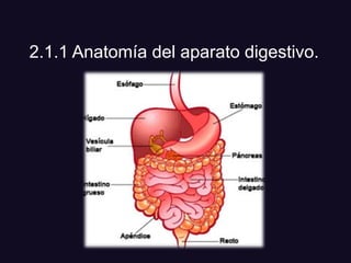 2.1.1 Anatomía del aparato digestivo.
 