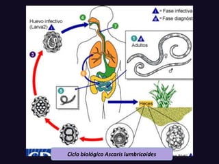 Ciclo biológico Ascaris lumbricoides
 