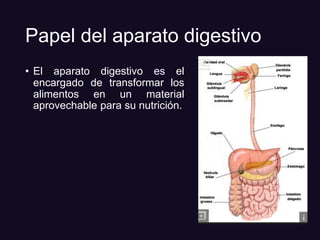 Papel del aparato digestivo
• El aparato digestivo es el
encargado de transformar los
alimentos en un material
aprovechable para su nutrición.
 