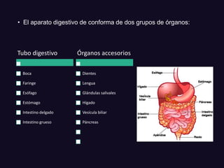 • El aparato digestivo de conforma de dos grupos de órganos:
Tubo digestivo
Boca
Faringe
Esófago
Estómago
Intestino delgado
Intestino grueso
Órganos accesorios
Dientes
Lengua
Glándulas salivales
Hígado
Vesícula biliar
Páncreas
 