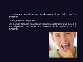 • Los dientes participan en la descomposición física de los
alimentos.
• La lengua en la deglución.
• Los demás órganos accesorios secretan sustancias que fluyen al
tubo digestivo para hacer una descomposición química de los
alimentos.
 