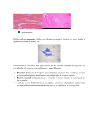 Tejido nervioso
Está formado por neuronas, células especializadas en conducir impulsos nerviosos ligados a
información sensorial, motora, etc.
Una neurona es una célula muy especializada que ha perdido totalmente la capacidad de
reproducción. En su estructura se definen tres zonas diferentes:
Dendritas. Es la zona de recepción de los impulsos nerviosos. Está constituida por una
serie de prolongaciones membranosas muy ramificadas de pequeño tamaño.
Cuerpo neuronal. Es la zona donde se encuentra el núcleo celular y la mayor parte de
los orgánulos.
Axón. Es la zona de transmisión de los impulsos nerviosos a otras células. Está formada
por una prolongación de gran tamaño que a veces se ramifica en su extremo final.
 