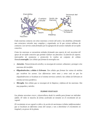 Cada neurona contacta con otras neuronas a través del axón y las dendritas, formando
una estructura reticular muy compleja y organizada, en la que existen millones de
contactos. Los nervios están formados por la agrupación de axones rodeados de un tejido
conectivo.
Como las neuronas se encuentran aisladas formando una especie de red, necesitan del
apoyo de un tejido conectivo que permite realizar sus funciones. La función de soporte,
intercambio de sustancias y protección lo realiza un conjunto de células
llamadasneuroglía. Las células que forman la neuroglía son:
Astrocitos. Tienen forma de estrella y se encargan de sostener, alimentar y proteger a las
neuronas del encéfalo.
Oligodendrocitos y células de Schwann. Son células que forman las vainas de mielina
que recubren los axones. Las diferencias entre unas y otras está en que los
oligodendrocitos se localizan en el sistema nervioso central y las células de Schwann en
sistema nervioso periférico.
Microglía. Son células que se encargan de la limpieza y defensa de las neuronas. Son
muy pequeñas y móviles.
TEJIDOS VEGETALES
Las plantas necesitan crecer y desarrollarse desde la semilla para formar un individuo
adulto. El vídeo te muestra de forma acelerada un instante en el crecimiento de un
vegetal.
El crecimiento en un vegetal se debe a la acción de meristemos (células indiferenciadas)
que se localizan en diferentes zonas del cuerpo y van a determinar el crecimiento en
longitud y en grosor de la planta.
 
