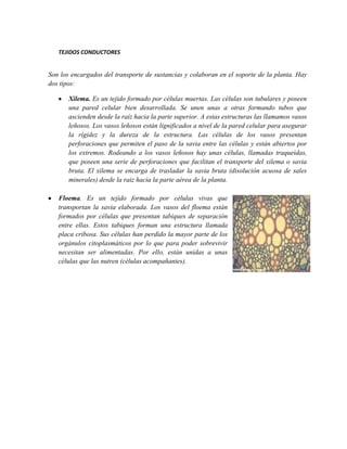 TEJIDOS CONDUCTORES
Son los encargados del transporte de sustancias y colaboran en el soporte de la planta. Hay
dos tipos:
Xilema. Es un tejido formado por células muertas. Las células son tubulares y poseen
una pared celular bien desarrollada. Se unen unas a otras formando tubos que
ascienden desde la raíz hacia la parte superior. A estas estructuras las llamamos vasos
leñosos. Los vasos leñosos están lignificados a nivel de la pared celular para asegurar
la rígidez y la dureza de la estructura. Las células de los vasos presentan
perforaciones que permiten el paso de la savia entre las células y están abiertos por
los extremos. Rodeando a los vasos leñosos hay unas células, llamadas traqueidas,
que poseen una serie de perforaciones que facilitan el transporte del xilema o savia
bruta. El xilema se encarga de trasladar la savia bruta (disolución acuosa de sales
minerales) desde la raiz hacia la parte aérea de la planta.
Floema. Es un tejido formado por células vivas que
transportan la savia elaborada. Los vasos del floema están
formados por células que presentan tabiques de separación
entre ellas. Estos tabiques forman una estructura llamada
placa cribosa. Sus células han perdido la mayor parte de los
orgánulos citoplasmáticos por lo que para poder sobrevivir
necesitan ser alimentadas. Por ello, están unidas a unas
células que las nutren (células acompañantes).
 