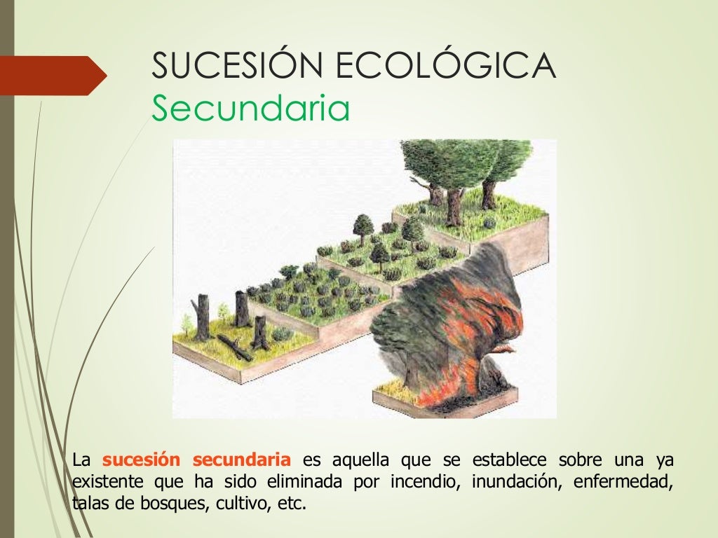 Sucesión ecológica y formación del suelo