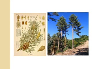 PROBLEMA CAUSA AGENTES LOCALIZACIÓN GRAVEDAD SOLUCIONES
Regresión bosque
autóctono
Talas abusivas
Roturación para pastos,
agricultura
Incendios
Agricultores, ganaderos
Empresas madereras/papeleras
Generalizado al todo el territorio Muy alta
Medidas de protección del bosque
autóctono
Política forestal sostenible
Repoblación con especies
exóticas (Eucalipus y
Pinus insignis)
Abandono de tierras de cultivo
y pastos
Presión industria papelera
Propietarios de suelo rústico
Empresas papeleras/forestales
Servicio forestal
Eucalipto en litoral
Pino insigne en montañas de interior
Alta
Política forestal sostenible. Uso de
la EIA en repoblaciones
Investigación en producción
forestal
Degradación de hábitats
faunísticos
Destrucción de hábitats
Furtivismo y caza
Fragmentación del territorio
Agricultores y ganaderos
Promotores turísticos
Furtivos
Áreas montañosas del interior
Marismas litoral
Muy alta
Protección fauna
Compensación a agricultores
afectados.
Declaración zonas protegidas
Degradación de sistemas
dunares
Extracción de áridos
Instalación de chiringuitos
Repoblaciones forestales
Empresarios hosteleros
Jefatura de costas
Zonas costeras occidentales Alta
Protección de zonas de dunas
Aplicación Ley Costas
Relleno de estuarios
Obtención de suelo para
agricultura y
urbanización
Agricultores y constructores
Jefatura Costas
En todos los estuarios y rías del litoral Alta
Control de usos en estuarios y rías
Aplicación Ley costas
Incendios forestales
Obtención de terrenos
Descuidos usuarios
Quemas de rastrojo
Falta de control
Agricultores y ganaderos
Excursionistas
Servicio Forestal
Zonas de landas, eucaliptales y pinares y
encinares cantábricos
Muy alta
Adecuación de la política forestal a
los intere4ses de la población rural
Dotación de medios contra
incendios
Erosión e inestabilidad de
suelos
Cortas a hecho
Deforestación
Abandono de cultivos
Pastos en fuertes pendientes
Agricultores y ganaderos
Empresarios forestales
Servicio forestal
Zonas en pendiente en todo el territorio Alta
Realización de mapa de riesgos de
erosión
Regeneración de masa arbóreas
Control de usos en zonas de riesgo
Contaminación de ríos y
acuíferos
Vertidos domésticos, agrícolas
e industriales
Ganaderos, industriales y particulares Tramos bajos de los ríos Media
Depuración de vertidos
Asistencia material y técnica a
agricultores y ganaderos
Control de usos
Contaminación de costas Vertidos en ríos y en el mar
Ganaderos, industriales y particulares,
capitanes de barcos
Jefatura de costas
General, especialmente grave en ría y
playa de Suances
Media
Depuración vertidos
Dotaciones para la limpieza de
playas
Degradación de paisaje
por actividades extractivas
(minas, canteras)
Acumulación de vertidos
Falta de control de la EIA
Empresarios mineros
En todo el territorio, especialmente en
Torrelavega y Santander
Alta
Aplicación de la EIA
planes de restauración del paisaje
Urbanización
desordenada del territorio
Inexistencia o nefastos planes
urbanísticos o incumplimiento
de los mismos
Falta de consideración de los
Particulares
Promotores inmobiliarios
En todo el territorio, mayor gravedad en
franja costera y vegas fluviales
Muy alta
Ordenación sostenible del territorio
Aplicación Ley de Costas
Vigilancia
Impactos Regionales en Cantabria
 