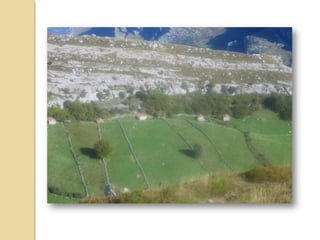 El PRADO DE SIEGA , es de
extensión reciente, aunque ya existían
algunos desde la Edad Media. A
comienzos del siglo XX la
especialización lechera de la ganadería
montañesa dio lugar a la expansión de
los prados de siega en detrimento de
bosques, matorrales y cultivos
tradicionales. Se trata de praderías
formadas por diversas gramíneas,
segadas y abonadas regularmente para
mantener su productividad. Desde el
punto de vista ecológico son
inseparables de la vegetación de sus
linderos, en los que aparecen
matorrales, arbustos y árboles aislados,
con una gran diversidad de especies.
 