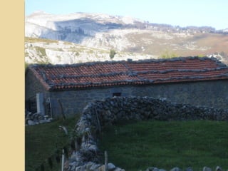 El PINAR. En nuestra región son
plantaciones realizadas generalmente
para la producción de madera, en
zonas de altitud elevada en las que no
prosperan los eucaliptos. Hay varias
subespecies de pino, pero en
Cantabria las más frecuentes son el
pino de Monterrey (Pinus radiata) , de
origen norteamericano, y el pino
silvestre (Pinus sylvestris) , autóctono
español. Como sucede en los
eucaliptales, los pinares de
“repoblación” son formaciones de
escasa diversidad, con el suelo
cubierto por una capa de acículas
desprendidas de los pinos.
 