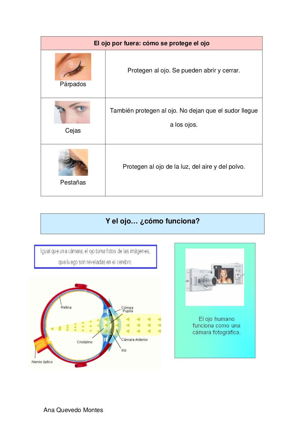 El ojo por fuera: cómo se protege el ojo                            Protegen al ojo. Se pueden abrir y cerrar.    Párpados...