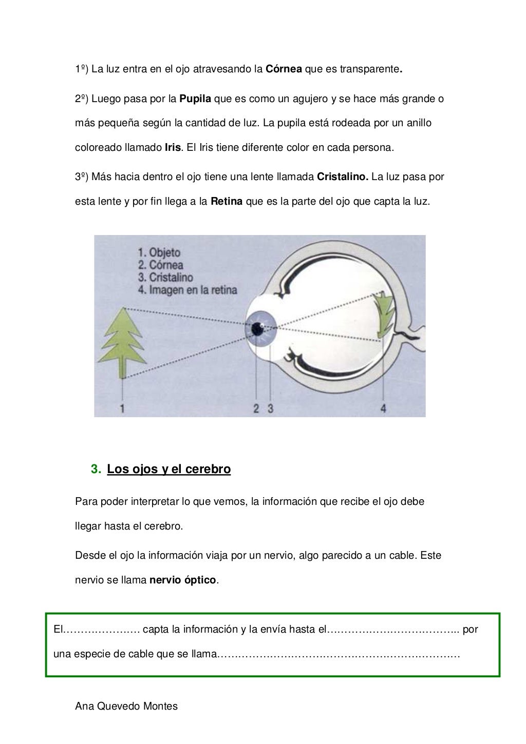 1º) La luz entra en el ojo atravesando la Córnea que es transparente.   2º) Luego pasa por la Pupila que es como un agujer...