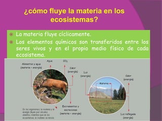 ¿cómo fluye la materia en los
           ecosistemas?
 La materia fluye cíclicamente.
 Los elementos químicos son transferidos entre los
  seres vivos y en el propio medio físico de cada
  ecosistema.
 