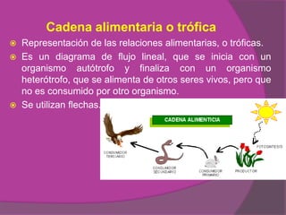 Cadena alimentaria o trófica
   Representación de las relaciones alimentarias, o tróficas.
   Es un diagrama de flujo lineal, que se inicia con un
    organismo autótrofo y finaliza con un organismo
    heterótrofo, que se alimenta de otros seres vivos, pero que
    no es consumido por otro organismo.
   Se utilizan flechas.
 