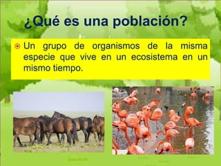 ¿Qué es una población?
   Un grupo de organismos de la misma
    especie que vive en un ecosistema en un
    mismo tiempo.
 
