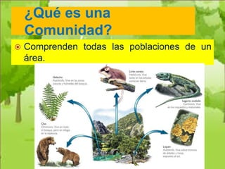 ¿Qué es una
    Comunidad?
   Comprenden todas las poblaciones de un
    área.
 