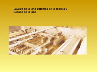 Lavado de la lana obtenida de la esquila y
Secado de la lana
 