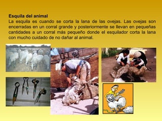 Esquila del animal
La esquila es cuando se corta la lana de las ovejas. Las ovejas son
encerradas en un corral grande y posteriormente se llevan en pequeñas
cantidades a un corral más pequeño donde el esquilador corta la lana
con mucho cuidado de no dañar al animal.
 