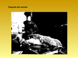 Esquila del animal
 