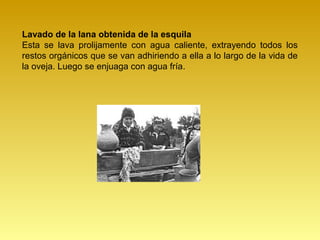 Lavado de la lana obtenida de la esquila
Esta se lava prolijamente con agua caliente, extrayendo todos los
restos orgánicos que se van adhiriendo a ella a lo largo de la vida de
la oveja. Luego se enjuaga con agua fría.
 