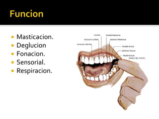  Masticacion.
 Deglucion
 Fonacion.
 Sensorial.
 Respiracion.
 