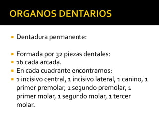 Dentadura permanente:
 Formada por 32 piezas dentales:
 16 cada arcada.
 En cada cuadrante encontramos:
 1 incisivo central, 1 incisivo lateral, 1 canino, 1
primer premolar, 1 segundo premolar, 1
primer molar, 1 segundo molar, 1 tercer
molar.
 