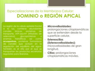 Especializaciones de la Membrana Celular:
              DOMINIO o REGIÓN APICAL
La región de la célula epitelial frontal   •   Microvellosidades:
a la luz, contiene abundantes                  prolongaciones citoplasmáticas
canales     iónicos,     proteínas   de
transporte, ATP-asa-H+ (trifosfato de          que se extienden desde la
adenosina),      glucoproteínas        y       superficie celular.
enzimas     hidrolíticas    así    como    •   Estereocilios
acuoporinas, proteínas formadoras
de canales que actúan en la                    (Estereovellosidades):
regulación del equilibrio del agua.            microvellosidades de gran
También es el sitio por el que se              longitud.
transportan los productos secretorios
regulados para liberarse.                  •   Cilios: prolongaciones
                                               citoplasmáticas móviles.
 