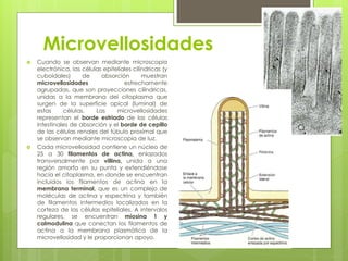 Microvellosidades
   Cuando se observan mediante microscopia
    electrónica, las células epiteliales cilíndricas (y
    cuboidales)      de     absorción        muestran
    microvellosidades                estrechamente
    agrupadas, que son proyecciones cilíndricas,
    unidas a la membrana del citoplasma que
    surgen de la superficie apical (luminal) de
    estas     células.    Las     microvellosidades
    representan el borde estriado de las células
    intestinales de absorción y el borde de cepillo
    de las células renales del túbulo proximal que
    se observan mediante microscopia de luz.
   Cada microvellosidad contiene un núcleo de
    25 a 30 filamentos de actina, enlazados
    transversalmente por villina, unida a una
    región amorfa en su punta y extendiéndose
    hacia el citoplasma, en donde se encuentran
    incluidos los filamentos de actina en la
    membrana terminal, que es un complejo de
    moléculas de actina y espectrina y también
    de filamentos intermedios localizados en la
    corteza de las células epiteliales. A intervalos
    regulares, se encuentran miosina 1 y
    calmodulina que conectan los filamentos de
    actina a la membrana plasmática de la
    microvellosidad y le proporcionan apoyo.
 