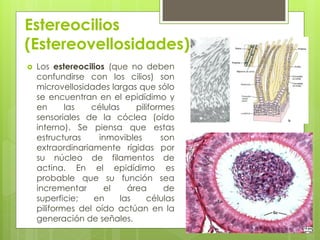 Estereocilios
(Estereovellosidades)
   Los estereocilios (que no deben
    confundirse con los cilios) son
    microvellosidades largas que sólo
    se encuentran en el epidídimo y
    en      las   células     piliformes
    sensoriales de la cóclea (oído
    interno). Se piensa que estas
    estructuras     inmovibles       son
    extraordinariamente rígidas por
    su núcleo de filamentos de
    actina. En el epidídimo es
    probable que su función sea
    incrementar      el     área      de
    superficie;   en      las    células
    piliformes del oído actúan en la
    generación de señales.
 