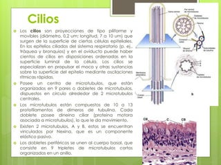 Cilios
   Los cilios son proyecciones de tipo piliforme y
    movibles (diámetro, 0.2 um; longitud, 7 a 10 um) que
    surgen de la superficie de ciertas células epiteliales.
    En los epitelios ciliados del sistema respiratorio (p. ej.,
    tráquea y bronquios) y en el oviducto puede haber
    cientos de cilios en disposiciones ordenadas en la
    superficie luminal de la célula. Los cilios se
    especializan en propulsar el moco y otras sustancias
    sobre la superficie del epitelio mediante oscilaciones
    rítmicas rápidas.
   Posee un centro de microtubulos, que están
    organizados en 9 pares o dobletes de microtubulos,
    dispuestos en circulo alrededor de 2 microtubulos
    centrales.
   Los microtubulos están compuestos de 10 a 13
    protofilamentos de dímeros de tubulina. Cada
    doblete posee dineína ciliar (proteína motora
    asociada a microtubulos), lo que le da movimiento.
   Existen 2 microtubulos, A y B, estos se encuentran
    vinculados por Nexina, que es un componente
    elástico pasivo.
   Los dobletes periféricos se unen al cuerpo basal, que
    consiste en 9 tripletes de microtubulos cortos
    organizados en un anillo.
 