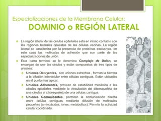 Especializaciones de la Membrana Celular:
          DOMINIO o REGIÓN LATERAL
    La región lateral de las células epiteliales está en intimo contacto con
     las regiones laterales opuestas de las células vecinas. La región
     lateral se caracteriza por la presencia de proteínas exclusivas, en
     este caso las moléculas de adhesión que son parte de las
     especializaciones de unión.
    Esta barra terminal se le denomina Complejo de Unión, se
     encargan de unir las células y están compuestos de tres tipos de
     uniones:
       Uniones Ocluyentes, son uniones estrechas , forman la barrera
         a la difusión intercelular entre células contiguas. Están ubicadas
         en el punto mas apical.
       Uniones Adherentes, proveen de estabilidad mecánica a las
         células epiteliales mediante la vinculación del citoesqueleto de
         una células al citoesqueleto de una células contigua.
       Uniones Comunicantes, permiten la comunicación directa
         entre células contiguas mediante difusión de moléculas
         pequeñas (aminoácidos, iones, metabolitos). Permite la actividad
         celular coordinada.
 