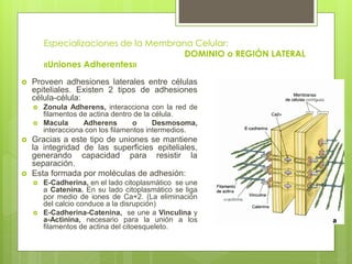 Especializaciones de la Membrana Celular:
                                       DOMINIO o REGIÓN LATERAL
        «Uniones Adherentes»
   Proveen adhesiones laterales entre células
    epiteliales. Existen 2 tipos de adhesiones
    célula-célula:
       Zonula Adherens, interacciona con la red de
        filamentos de actina dentro de la célula.
       Macula      Adherens        o     Desmosoma,
        interacciona con los filamentos intermedios.
   Gracias a este tipo de uniones se mantiene
    la integridad de las superficies epiteliales,
    generando capacidad para resistir la
    separación.
   Esta formada por moléculas de adhesión:
       E-Cadherina, en el lado citoplasmático se une
        a Catenina. En su lado citoplasmático se liga
        por medio de iones de Ca+2. (La eliminación
        del calcio conduce a la disrupción)
       E-Cadherina-Catenina, se une a Vinculina y
        a-Actinina, necesario para la unión a los
        filamentos de actina del citoesqueleto.
 