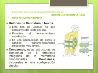 Especializaciones de la Membrana Celular:
                                       DOMINIO o REGIÓN LATERAL
        «Uniones Comunicantes»

   Uniones de Hendidura o Nexos.
       Este tipo de uniones no son
        exclusivas del tejido epitelial.
       Permiten     el      funcionamiento
        coordinado.
       Es una acumulación de poros o
        canales          transmembranosos
        dispuestos muy juntos.
   Conexones, estas estructuras se
    componen     de  6    proteínas
    integrales de la membrana
    denominadas        Conexinas,
    dispuestas en una configuración
    circular.
 
