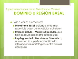 Especializaciones de la Membrana Celular:
     DOMINIO o REGIÓN BASAL

    Posee    varios elementos:
        Membrana Basal, ubicada junto a la
         superficie basal de las células epiteliales.
        Uniones Célula – Matriz Extracelular, que
         fijan la célula a la matriz extracelular.
        Repliegues de la Membrana Plasmática,
         aumentan la superficie y facilitan las
         interacciones morfológicas entre células
         contiguas.
 