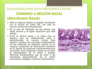 Especializaciones de la Membrana Celular:
    DOMINIO o REGIÓN BASAL
«Membrana Basal»
   Sólo en algunos tejidos es posible visualizarla
    con la tinción de rutina H/E, por esto se
    recurre a tinciones histoquímicas.
   Es el sitio de Adhesión de las células que
    están encima y el tejido conjuntivo que está
    debajo.
   Entre la lamina basal y la célula hay un
    espacio que es relativamente claro o
    electronlúcido, La Lamina Lúcida. Este
    espacio contiene las porciones extracelulares
    de las moléculas de adhesión celular, en su
    mayoría receptores de fibronectina (miembro
    de la familia de proteínas transmembranosas
    conocidas como integrinas). Estas se vinculan
    al citoesqueleto de la célula y poseen
    dominios extracelulares que se unen a las
    principales glucoproteínas de la matriz
    extracelular (colágeno, laminina, fibronectina).
 