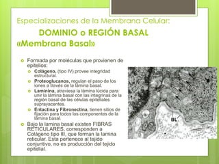 Especializaciones de la Membrana Celular:
    DOMINIO o REGIÓN BASAL
«Membrana Basal»
    Formada por moléculas que provienen de
     epitelios:
        Colágeno, (tipo IV) provee integridad
         estructural.
        Proteoglucanos, regulan el paso de los
         iones a través de la lámina basal.
        Laminina, atraviesa la lámina lúcida para
         unir la lámina basal con las integrinas de la
         región basal de las células epiteliales
         suprayacentes.
        Entactina y Fibronectina, tienen sitios de
         fijación para todos los componentes de la
         lámina basal.
    Bajo la lamina basal existen FIBRAS
     RETICULARES, corresponden a
     Colágeno tipo III, que forman la lamina
     reticular. Esta pertenece al tejido
     conjuntivo, no es producción del tejido
     epitelial.
 