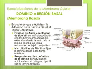 Especializaciones de la Membrana Celular:
    DOMINIO o REGIÓN BASAL
«Membrana Basal»
    Estructuras que efectivizan la
     Adhesión de la Lámina Basal al
     Tejido Conjuntivo.
        Fibrillas de Anclaje (colageno
         de tipo VII) en intima asociación
         con los hemidesmosomas. Se
         extienden desde la matriz de la
         lamina basal a las fibras
         reticulares del tejido conjuntivo.
        Microfibrillas de Fibrilina, fijan
         la lamina densa a las fibras
         elásticas.
        Proyecciones bien definidas
         de la lamina densa, fijación
         adicional con el colágeno tipo III
         con la lamina reticular.
 