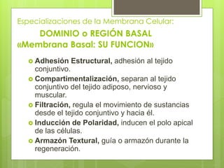 Especializaciones de la Membrana Celular:
    DOMINIO o REGIÓN BASAL
«Membrana Basal: SU FUNCION»
   Adhesión   Estructural, adhesión al tejido
    conjuntivo.
   Compartimentalización, separan al tejido
    conjuntivo del tejido adiposo, nervioso y
    muscular.
   Filtración, regula el movimiento de sustancias
    desde el tejido conjuntivo y hacia él.
   Inducción de Polaridad, inducen el polo apical
    de las células.
   Armazón Textural, guía o armazón durante la
    regeneración.
 